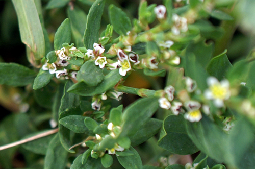 Polygonum aviculare / Poligono centonodi