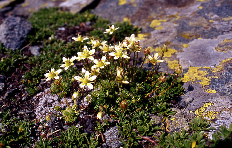 Saxifraga bryoides / Sassifraga brioide