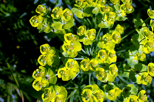 Euphorbia cyparissias / Euforbia cipressina