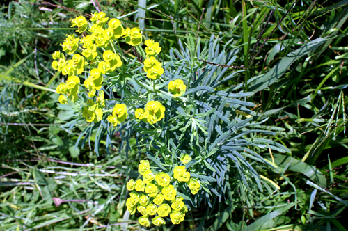 Euphorbia cyparissias / Euforbia cipressina