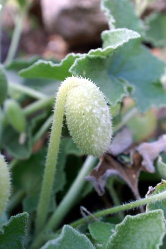 Ecballium elaterium / Cocomero asinino