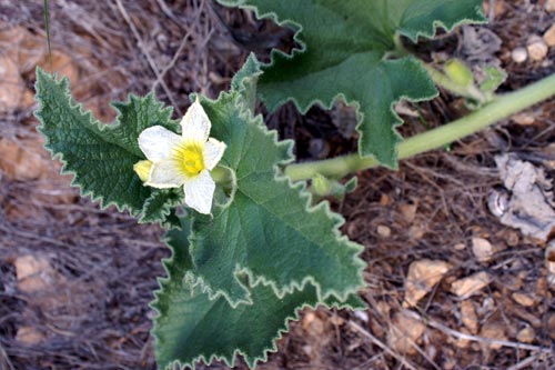 Ecballium elaterium / Cocomero asinino