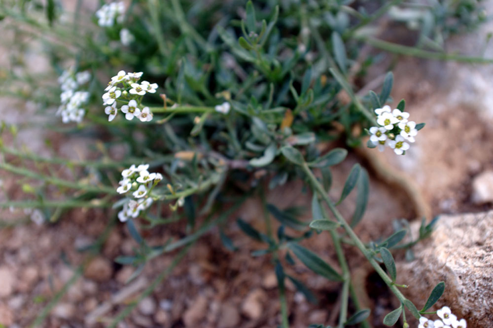 Lobularia maritima