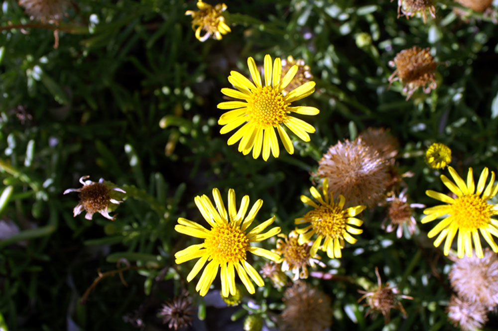 Limbarda crithmoides / Enula bacicci