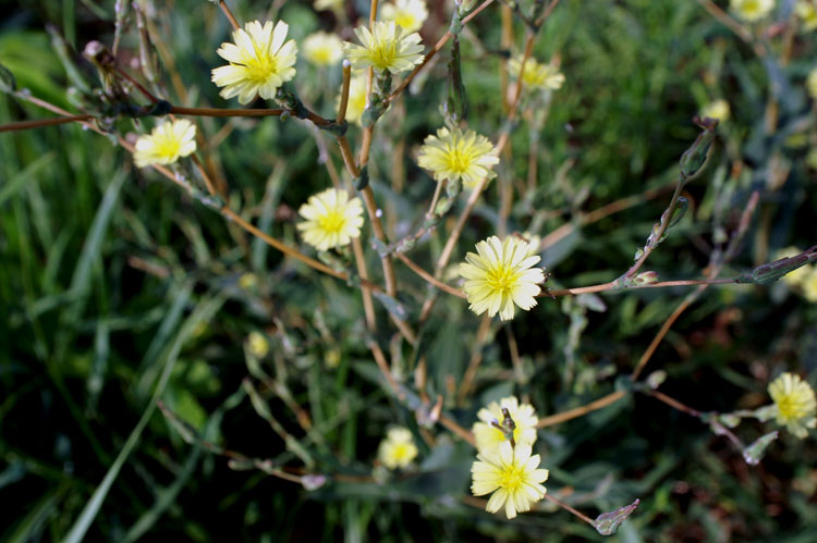 altra composita. Lactuca sp.