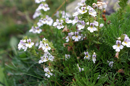 Euphrasia minima / Eufrasia minima