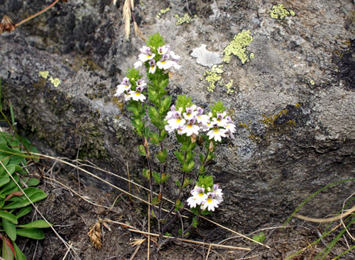 Euphrasia minima / Eufrasia minima