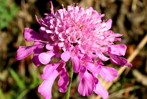 Scabiosa