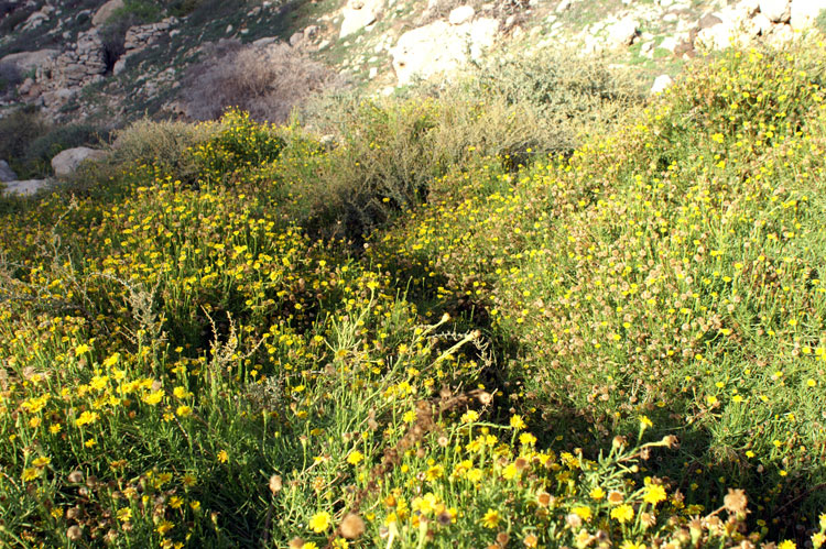 Limbarda crithmoides / Enula bacicci