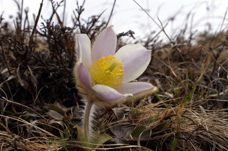 Pulsatilla vernalis / Anemone primaverile