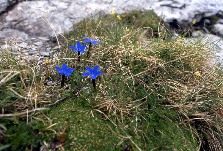 Gentiana brachyphylla e Gentiana bavarica