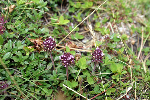 Thymus pulegioides / Timo goniotrico