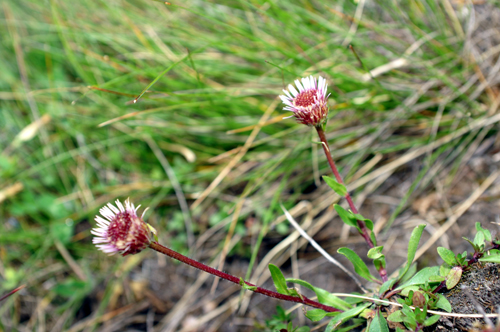 Erigeron alpinus / Cspica alpina