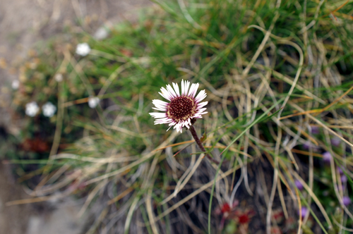 Erigeron alpinus / Cspica alpina