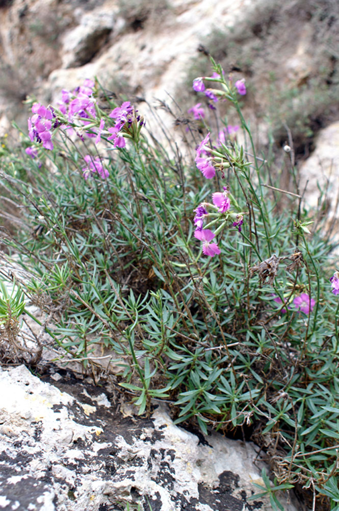 Dianthus rupicola / Garofano rupestre