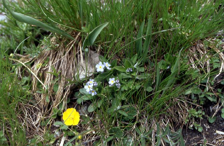Eritrichium nano? no, Myosotis cfr. alpestris