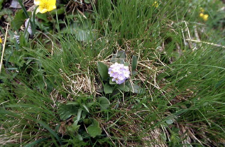 Eritrichium nano? no, Myosotis cfr. alpestris
