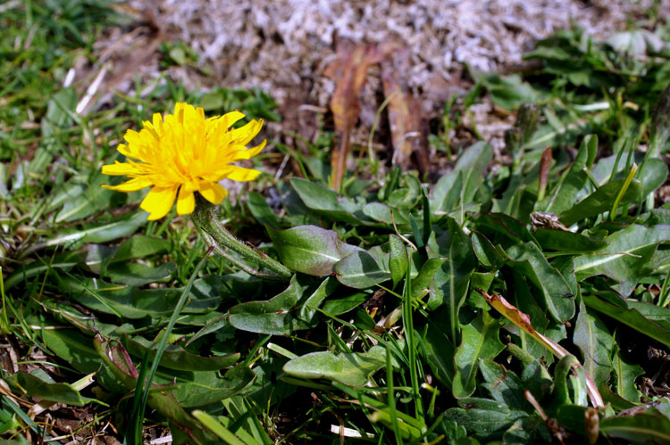 per Sarah (asteracea)