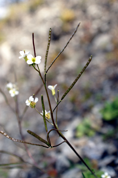 Una pianta insolita. Brassicacea sp.