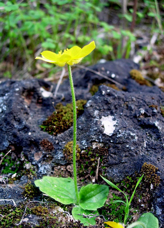 Ranunculus bullatus / Ranuncolo rosulato