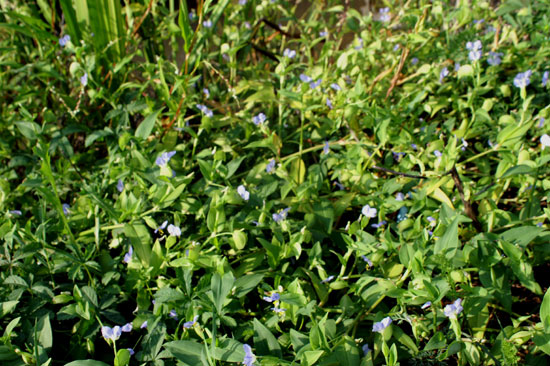 Commelina communis / Erba-miseria asiatica