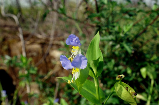 Commelina communis / Erba-miseria asiatica