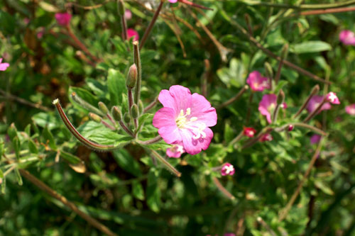 Epilobium hirsutum / Garofanino d''acqua