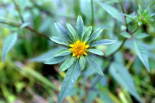 Bidens frondosa / Forbicina peduncolata