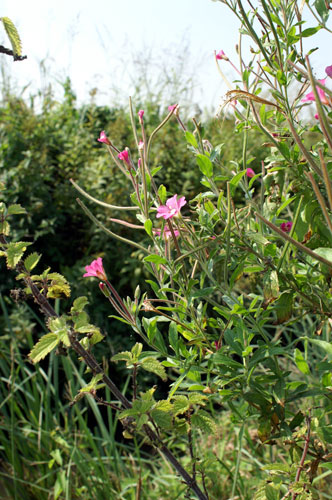Epilobium hirsutum / Garofanino d''acqua