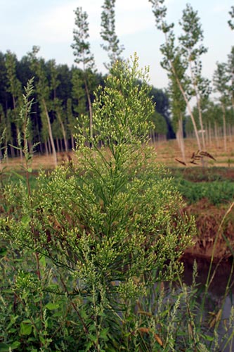Erigeron canadensis