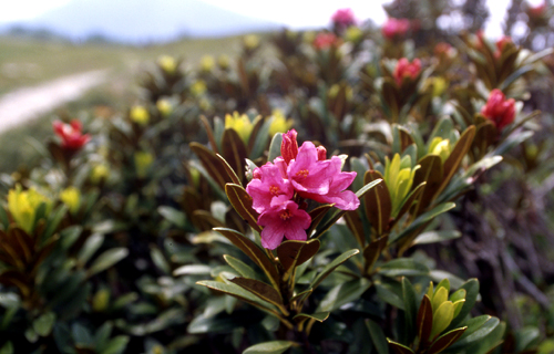 Rhododendron ferruginuem / Rododendro rosso