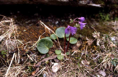 Soldanella alpina / Soldanella comune