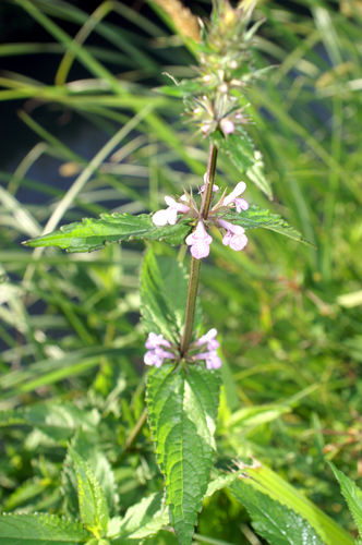 Stachys palustris /  Betonica palustre