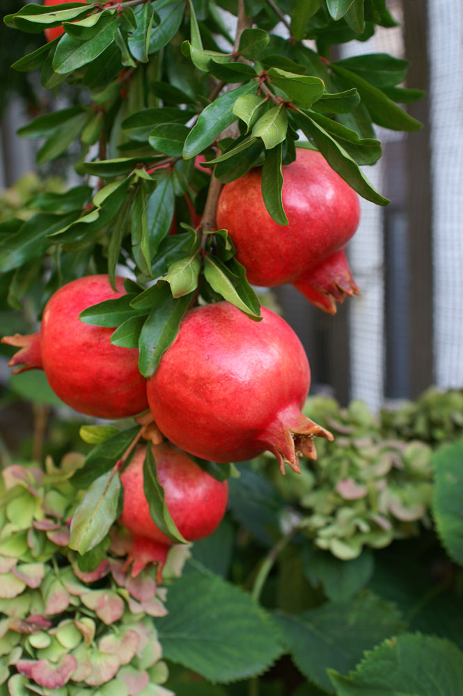 Punica granatum / Melograno