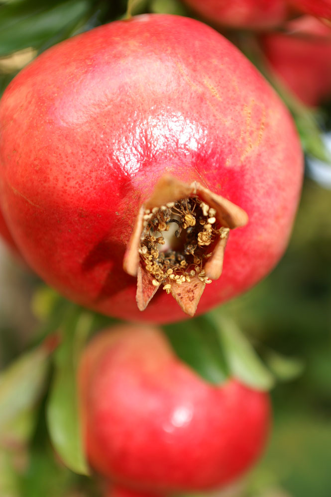 Punica granatum / Melograno