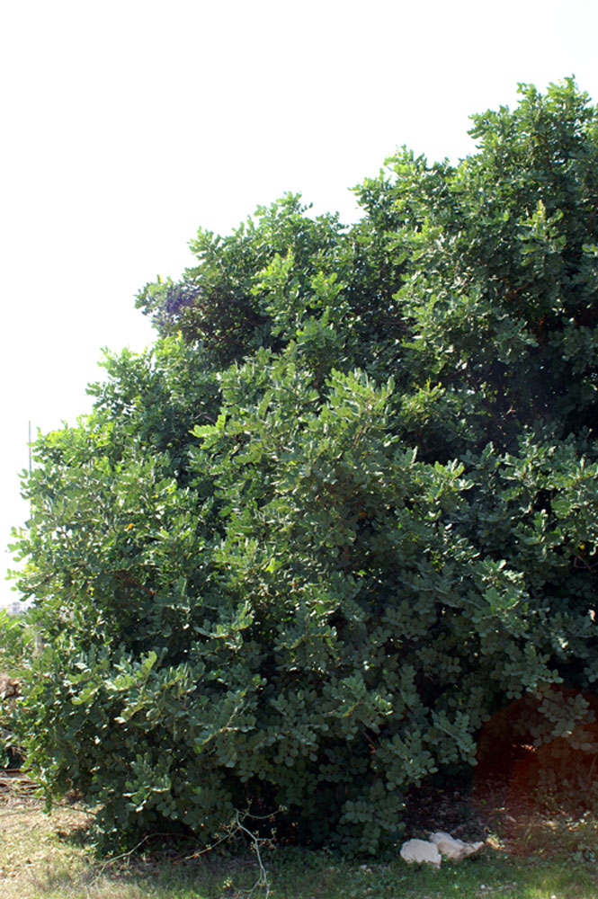 Ceratonia siliqua / Carrubo