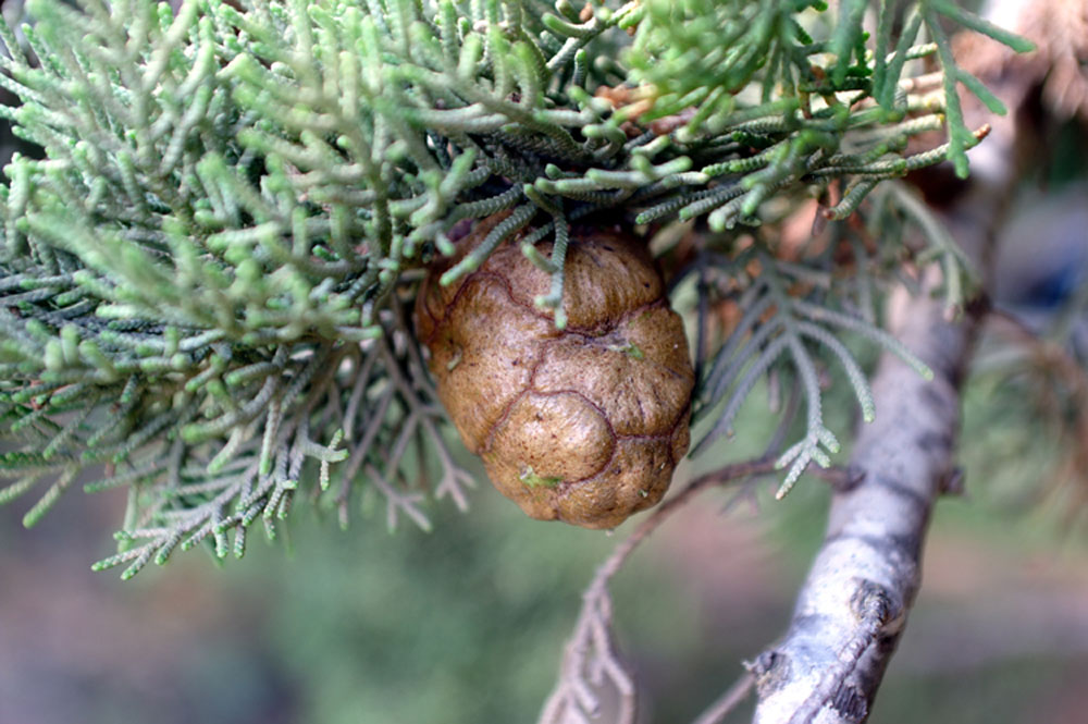 E questo frutto? Cupressus sp.