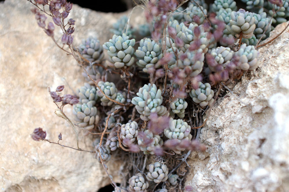 Carnosa - Sedum dasyphyllum