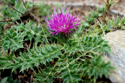 Cirsium acaulon (=acaule)  / Cardo nano