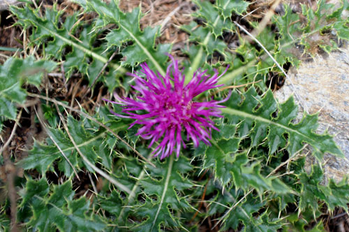 Cirsium acaulon (=acaule)  / Cardo nano