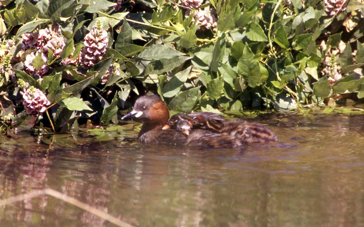 Apios americana / Glicine tuberoso
