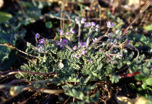 Erodium cicutarium / Becco di Gr comune