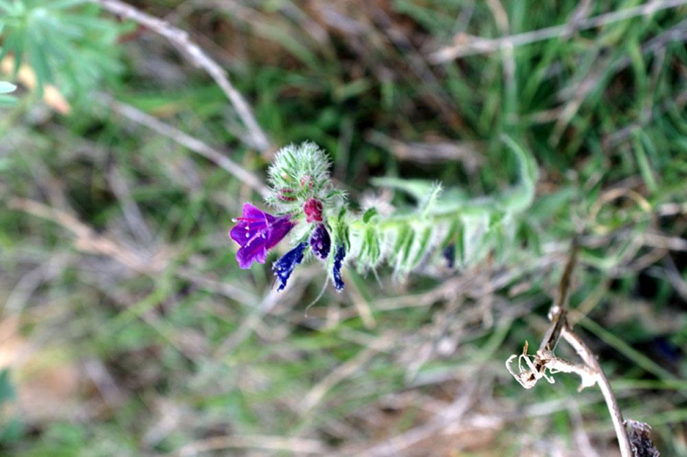 Echium arenarium