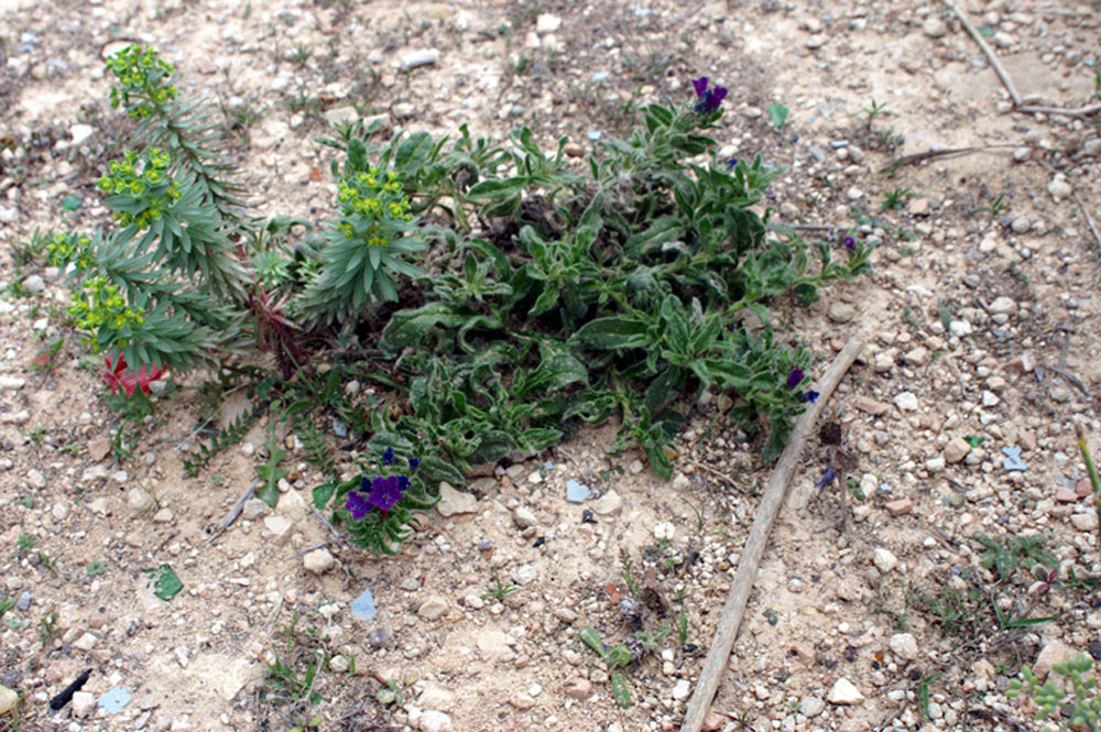 Echium arenarium