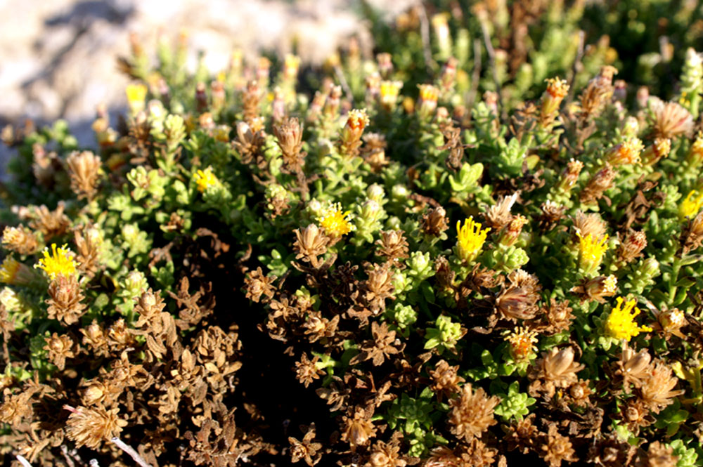 Chiliadenus lopadusanus