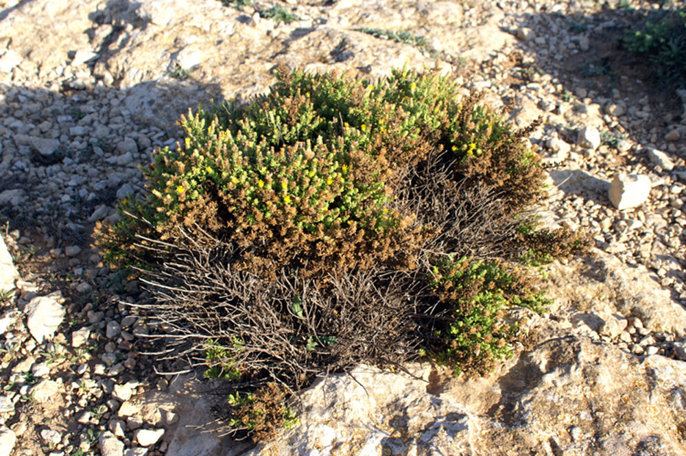 Chiliadenus lopadusanus