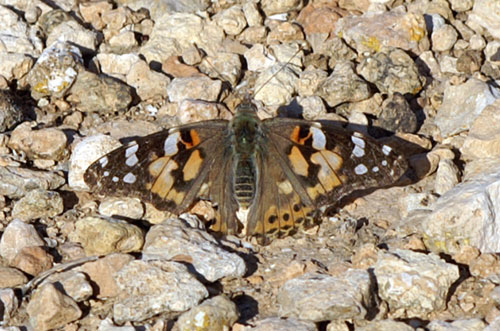 Vanessa atalanta e Vanessa cardui