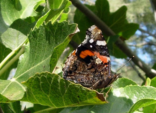 Vanessa atalanta e Vanessa cardui