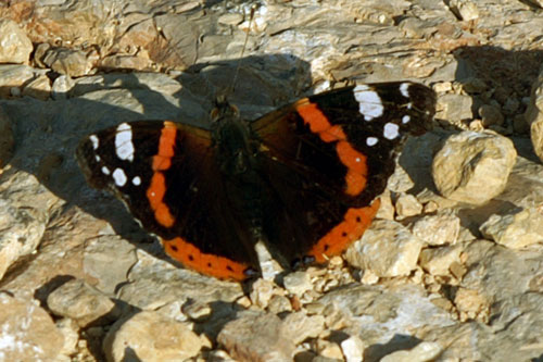 Vanessa atalanta e Vanessa cardui