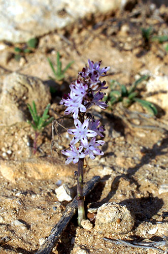 Prospero autumnale / Scilla autunnale